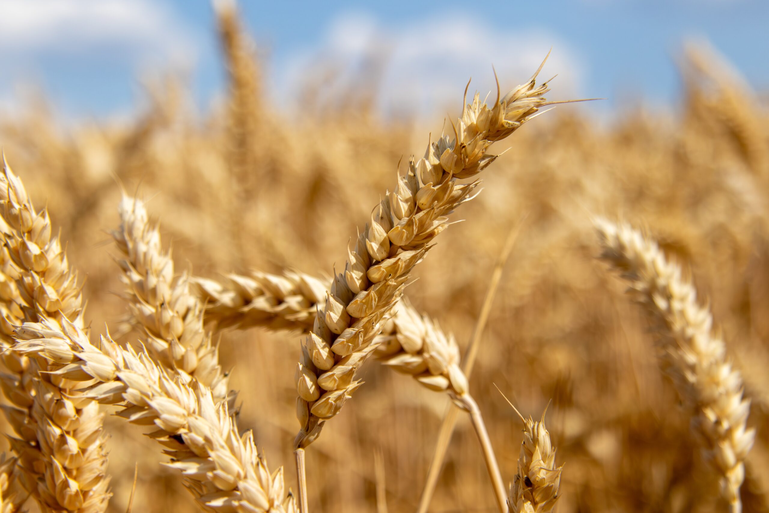 Sharbati Wheat 1