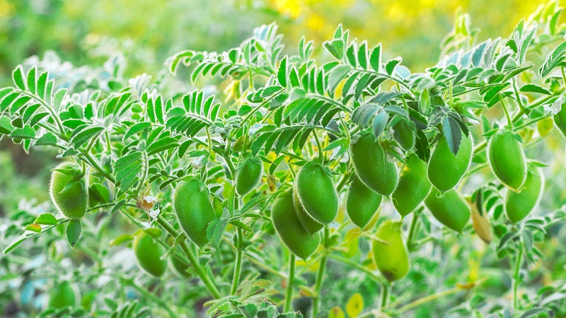 Chana Bengal Gram 1
