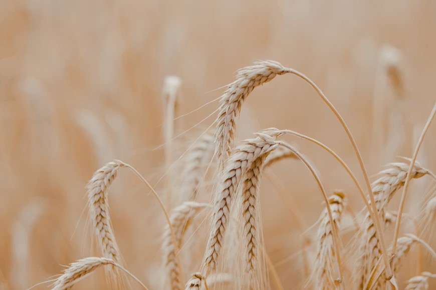 Barley Jau 1