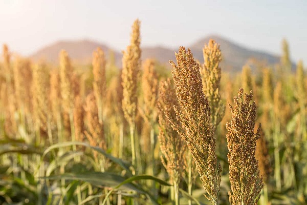 Jowar Sorghum 1