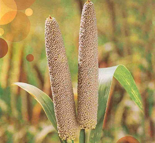 Bajra Pearl Millet 1