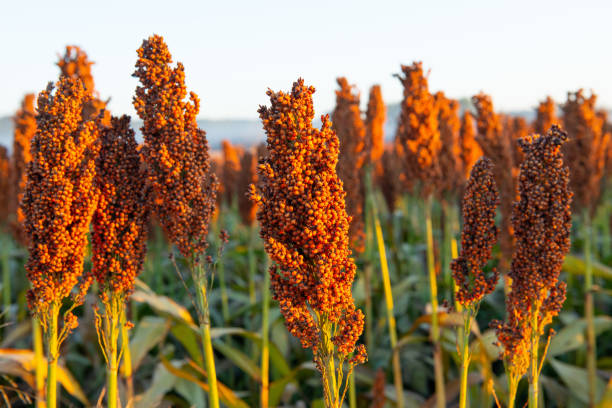 Ragi Finger Millet 1
