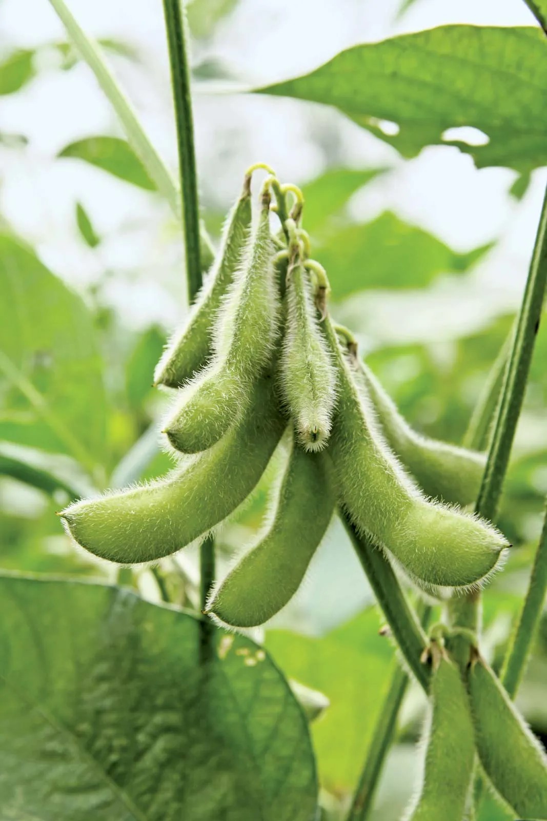 Soya Soybean 1